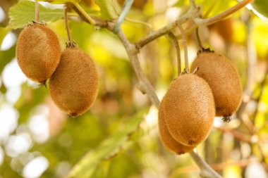 kivi ağacı üzerinde