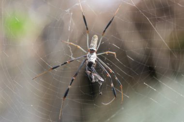 onun Web Spider