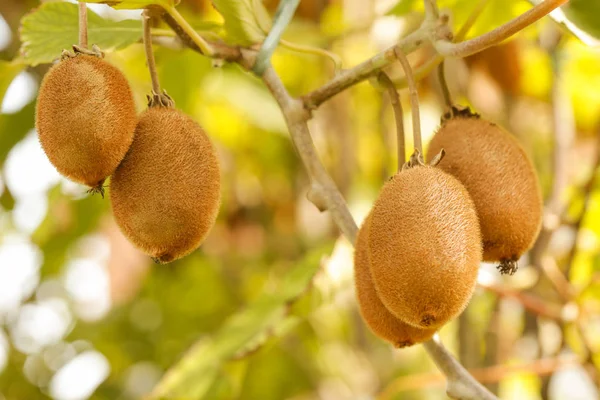 Kiwi Fruta Árvore — Fotografia de Stock