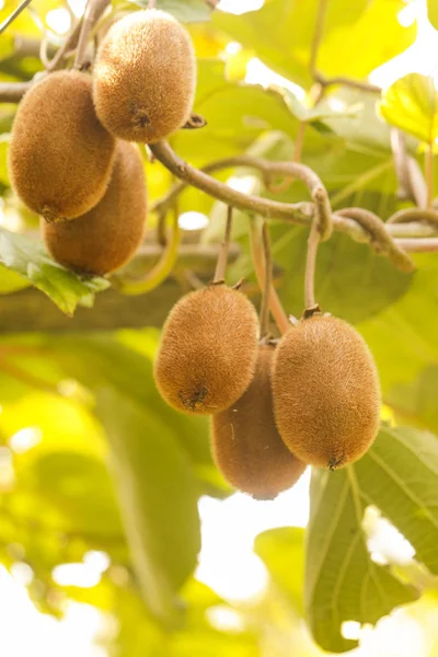 Kiwi Fruta Árvore — Fotografia de Stock