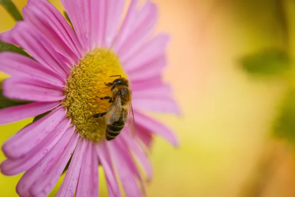 Пчела Собирает Пыльцу Розовый Цветок — стоковое фото
