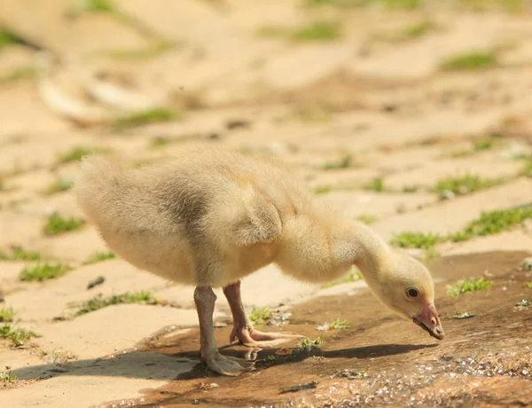Aile Içi Yavru Ördek Arka Bahçesinde — Stok fotoğraf