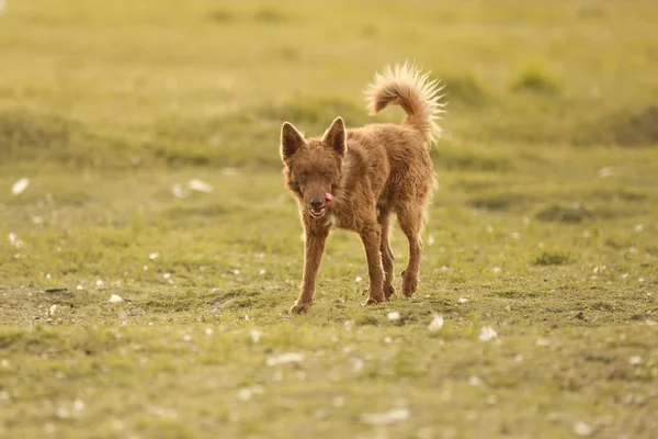 Portrait Dog Outdoor — Stock Photo, Image