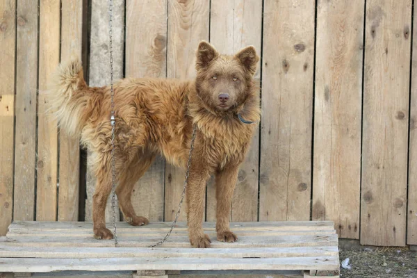 Portrait Dog Outdoor — Stock Photo, Image