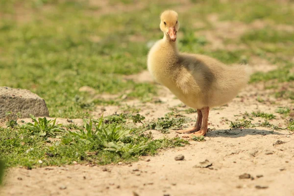 Anatra Bambino Domestico Nel Cortile Posteriore — Foto Stock