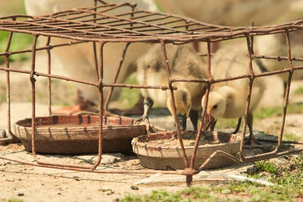 Domestic Baby Ducks Yard — Stock Photo, Image