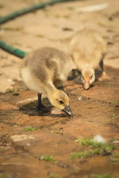 国内の赤ちゃんアヒルの庭で — ストック写真