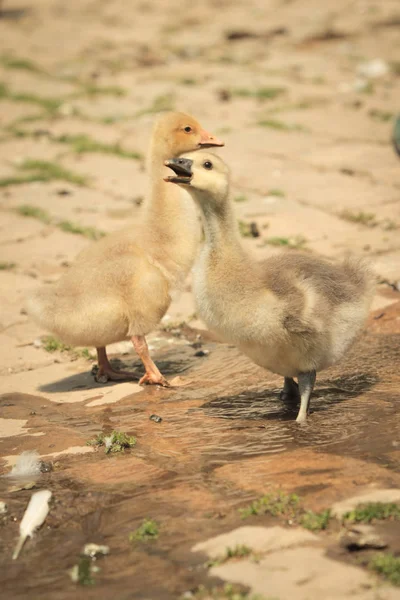 国内の赤ちゃんアヒルの庭で — ストック写真