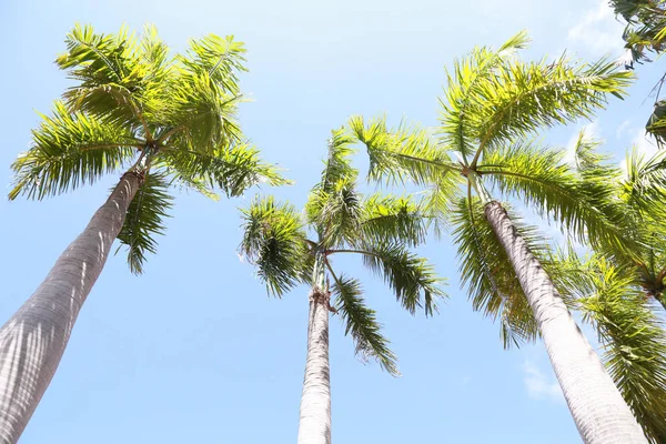 Relaxe Paraíso Tropical Abaixo Coqueiro — Fotografia de Stock