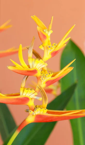 Flor Tropical Laranja Contra Parede Pintada Laranja — Fotografia de Stock