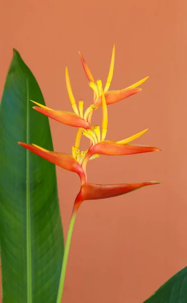 Fiore Tropicale Arancione Contro Parete Dipinta Arancione — Foto Stock