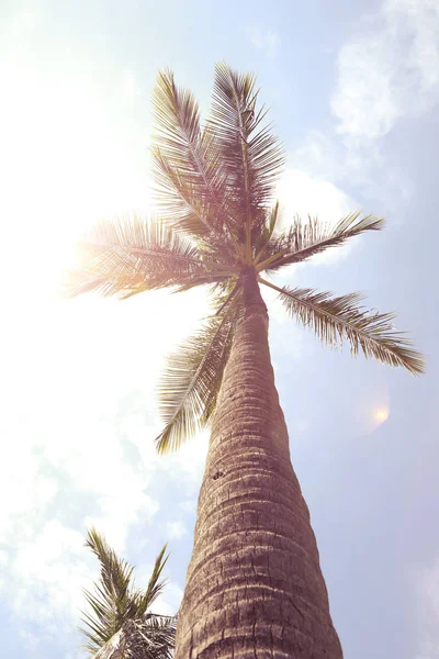 Відпочиньте Тропічному Раю Під Кокосовими Пальмами — стокове фото
