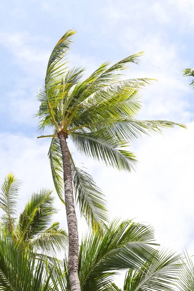 Відпочиньте Тропічному Раю Під Кокосовими Пальмами — стокове фото