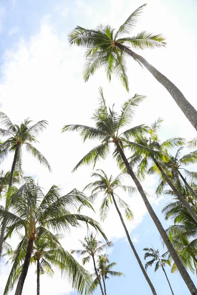 Отдохните Тропическом Раю Кокосовыми Пальмами — стоковое фото
