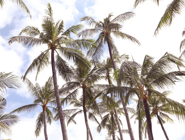 Отдохните Тропическом Раю Кокосовыми Пальмами — стоковое фото