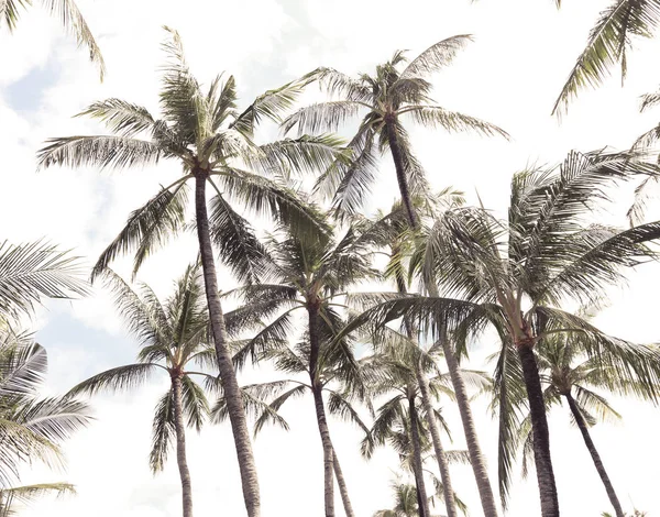 Relaxe Paraíso Tropical Abaixo Coqueiros — Fotografia de Stock