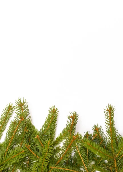 Fir Branch Isolated White — Stock Photo, Image