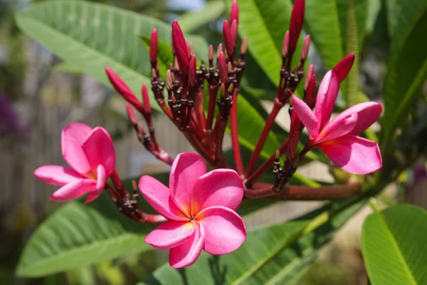 Frangipani Fiori Vista Vicino All Aperto — Foto Stock