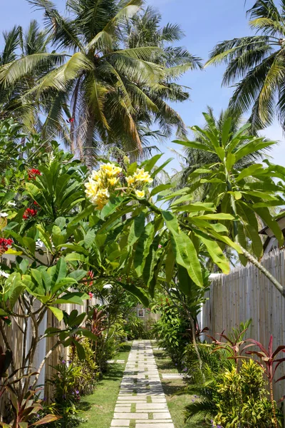 Vakker Tropisk Hage Blomst – stockfoto