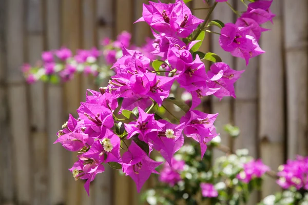 Hermoso Jardín Cerca — Foto de Stock