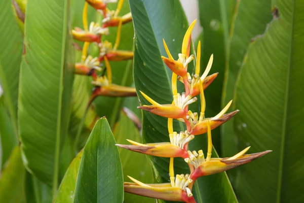 Laranja Flor Tropical Flor — Fotografia de Stock