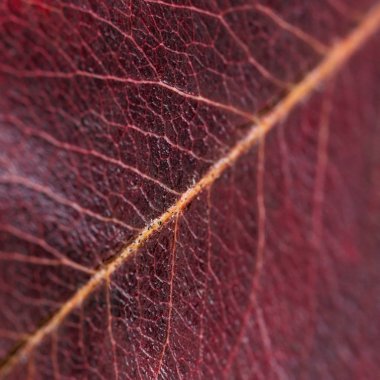 Kuru armut-kapanış sonbahar yaprak yukarı görünümü