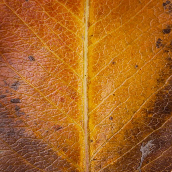 Feuille Sèche Automne Perle Vue Près — Photo