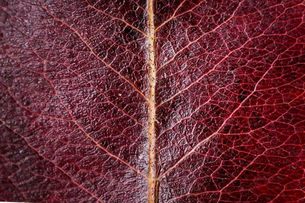 Foglia Secca Autunno Perla Vista Vicino — Foto Stock