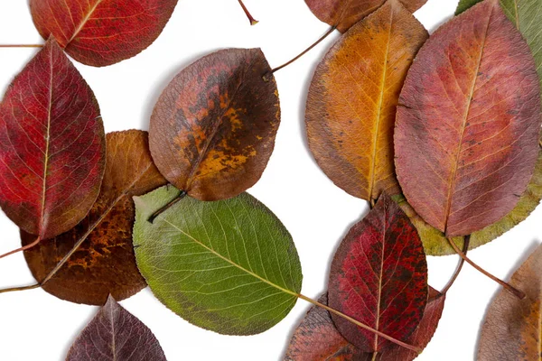 Trockener Herbst Blätter Hintergrund — Stockfoto