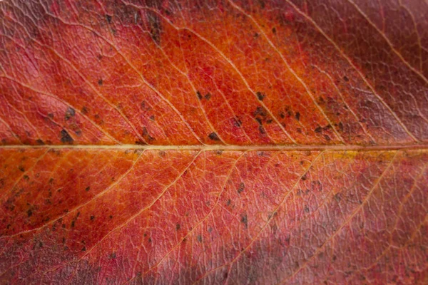 Trockenes Herbstblatt Aus Perlen Nahaufnahme — Stockfoto