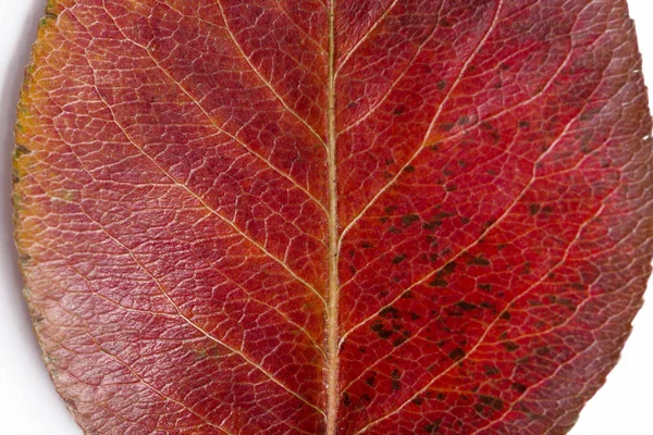 Dry Autumn Leaf Pear Close View — Stock Photo, Image