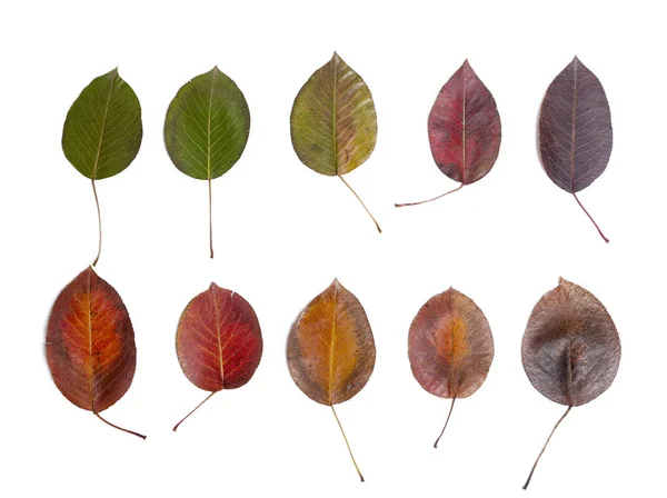 Různé Podzimní Listí Izolované Bílém Pozadí — Stock fotografie