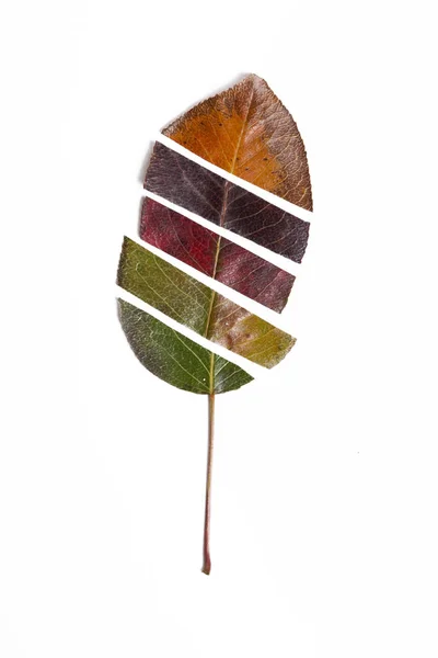 Frunză Tăiată Pere — Fotografie, imagine de stoc