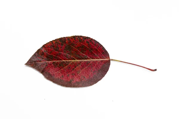 Dry Autumn Leaf Pear — Stock Photo, Image