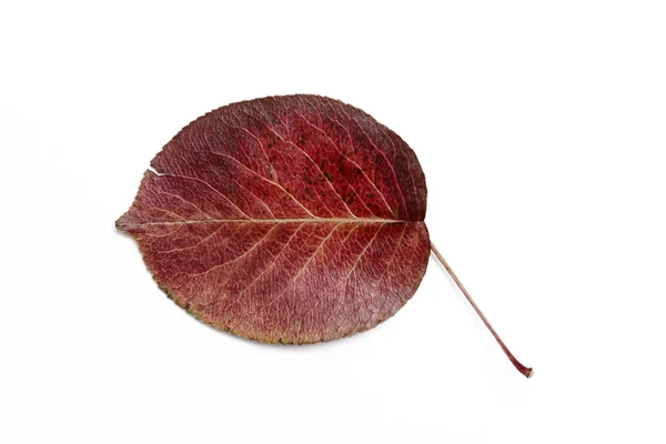梨の秋の葉を乾燥 — ストック写真
