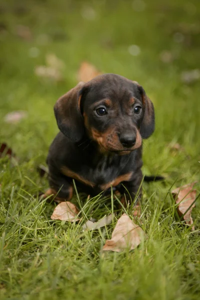 Chiot Daschund Dans Herbe — Photo