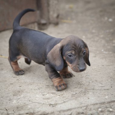 Bahçedeki daksund köpek yavrusu