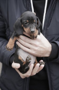 Daschund köpek yavrusu tutan adam