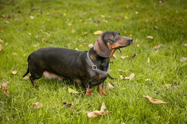 Dachshund Dog Outdoor Meadow — Stock Photo, Image