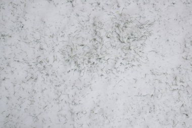 Karla kaplı çimenler