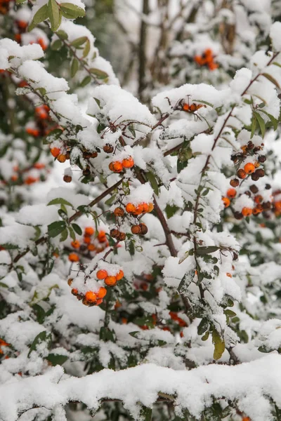 Feuerdornbusch Mit Schnee Überzogen — Stockfoto