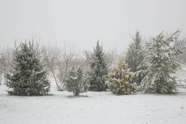 Wiecznie Zielone Drzewa Pokryte Śniegiem — Zdjęcie stockowe