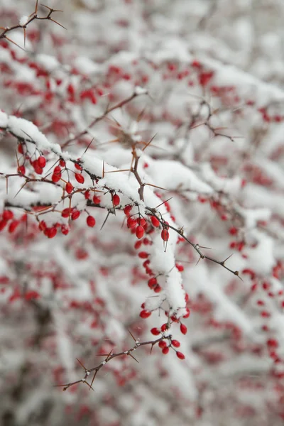 Feuerdornbusch Mit Schnee Überzogen — Stockfoto