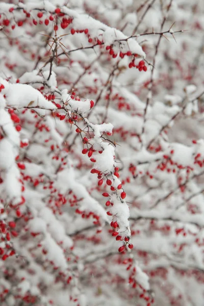 Vuurdoorn Bush Bedekt Met Sneeuw — Stockfoto