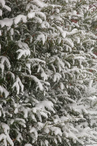 Yaprak Dökmeyen Ağaçlar Karla Kaplı — Stok fotoğraf