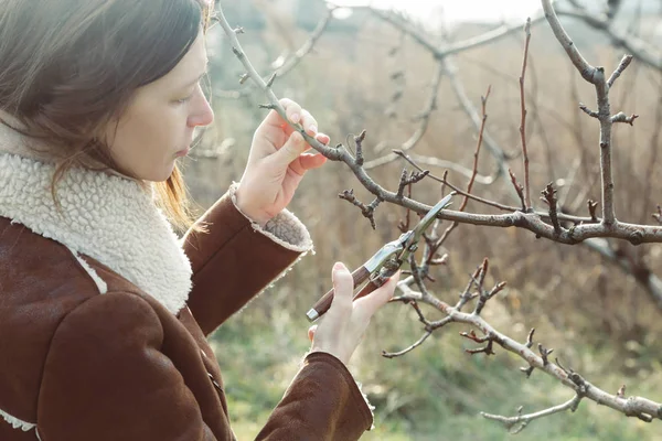 Tree Pruning Sunny Winter Day — Stock Photo, Image