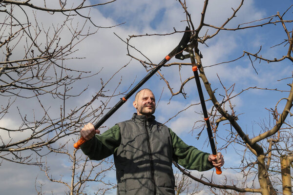 Обрезка деревьев в солнечный зимний день
