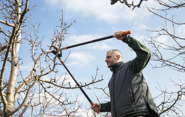 Almafa Metszése Napsütéses Téli Nap Folyamán — Stock Fotó