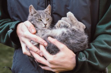 Adam holding genç yerli kedi