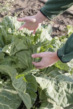 Bahçedeki brokoli ile çiftçi